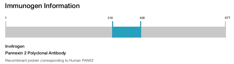 Pannexin 2 Polyclonal Antibody