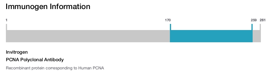 PCNA Polyclonal Antibody