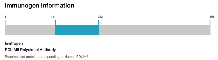 PDLIM5 Polyclonal Antibody