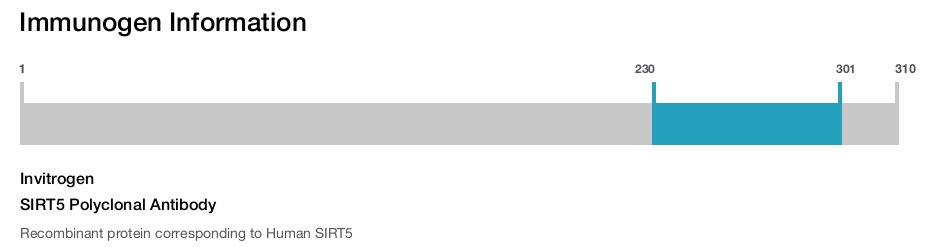 SIRT5 Polyclonal Antibody
