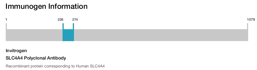 SLC4A4 Polyclonal Antibody