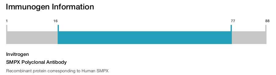 SMPX Polyclonal Antibody