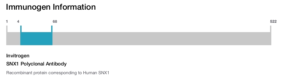 SNX1 Polyclonal Antibody