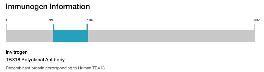 TBX18 Polyclonal Antibody