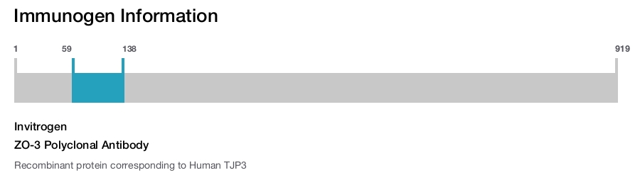 ZO-3 Polyclonal Antibody