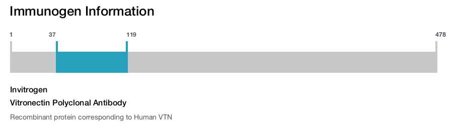 Vitronectin Polyclonal Antibody