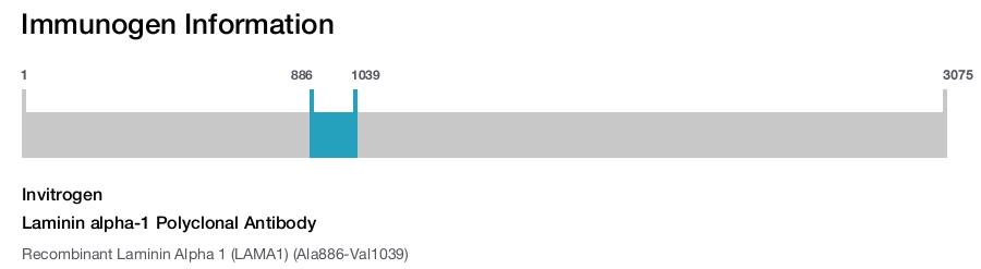 Laminin alpha-1 Polyclonal Antibody