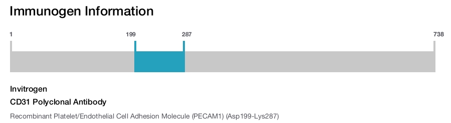 CD31 Polyclonal Antibody