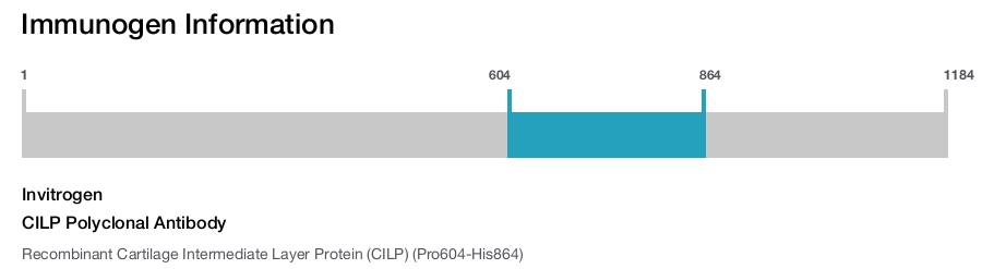 CILP Polyclonal Antibody