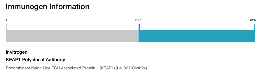 KEAP1 Polyclonal Antibody