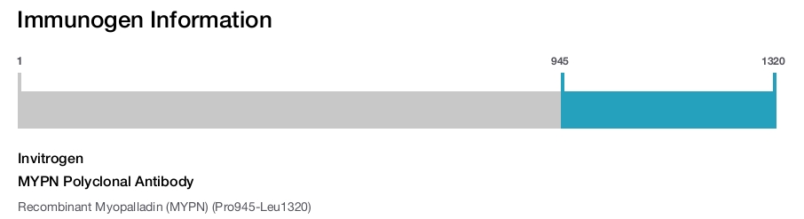 MYPN Polyclonal Antibody