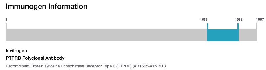 PTPRB Polyclonal Antibody