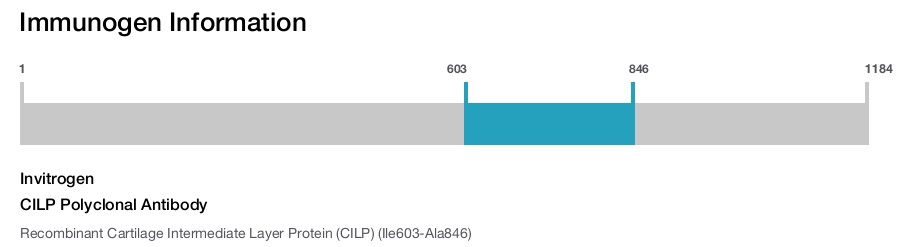 CILP Polyclonal Antibody
