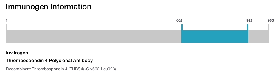 Thrombospondin 4 Polyclonal Antibody