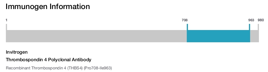 Thrombospondin 4 Polyclonal Antibody