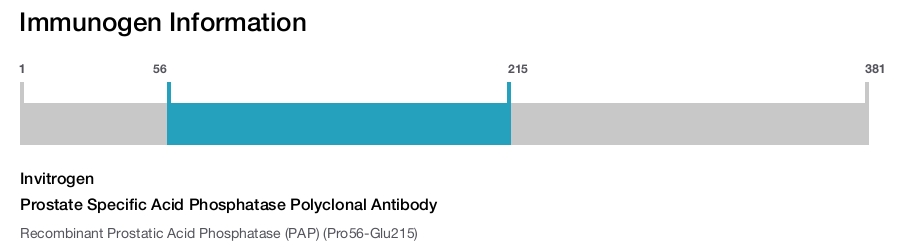 Prostate Specific Acid Phosphatase Polyclonal Antibody