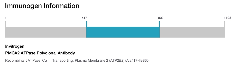 PMCA2 ATPase Polyclonal Antibody