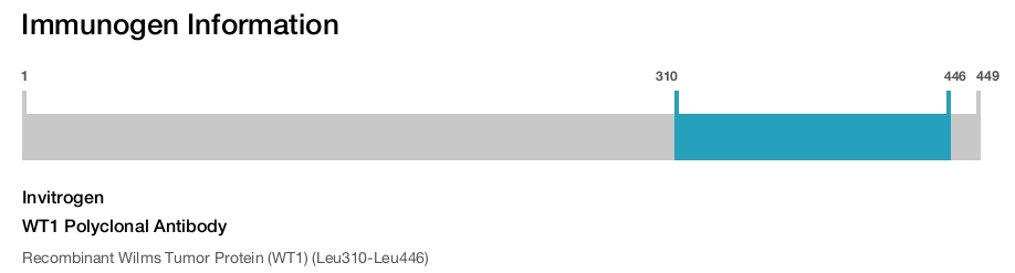 WT1 Polyclonal Antibody