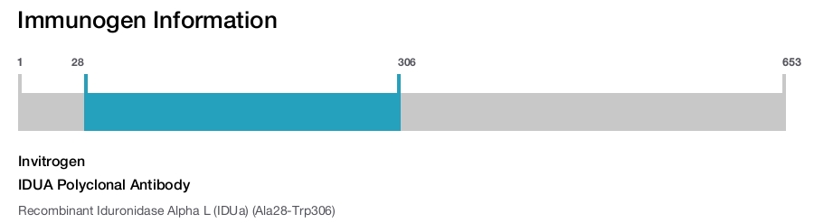 IDUA Polyclonal Antibody