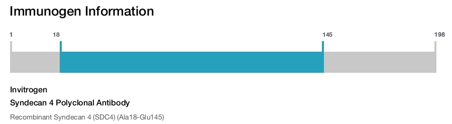 Syndecan 4 Polyclonal Antibody