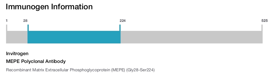 MEPE Polyclonal Antibody