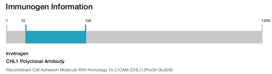 CHL1 Polyclonal Antibody