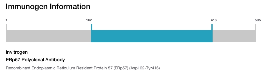 ERp57 Polyclonal Antibody