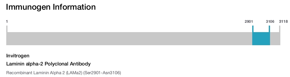 Laminin alpha-2 Polyclonal Antibody