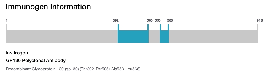 GP130 Polyclonal Antibody