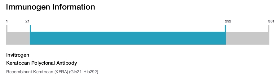 Keratocan Polyclonal Antibody