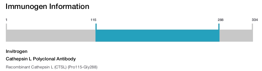 Cathepsin L Polyclonal Antibody