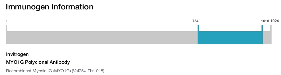 MYO1G Polyclonal Antibody
