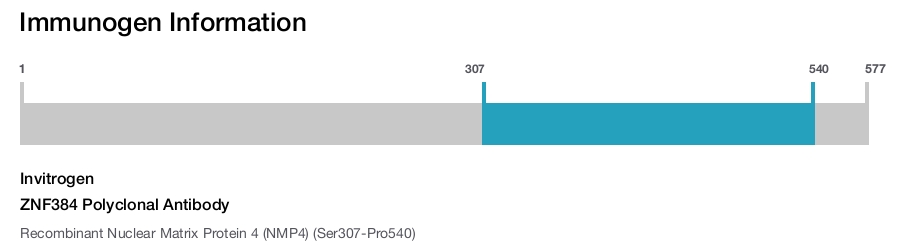 ZNF384 Polyclonal Antibody