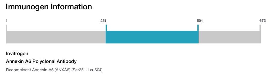 Annexin A6 Polyclonal Antibody