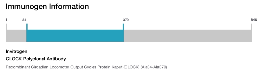 CLOCK Polyclonal Antibody