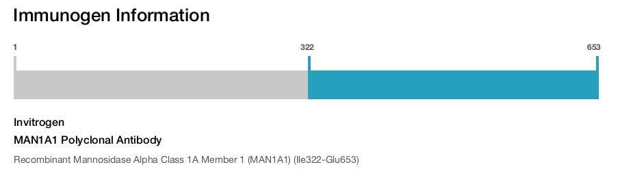 MAN1A1 Polyclonal Antibody