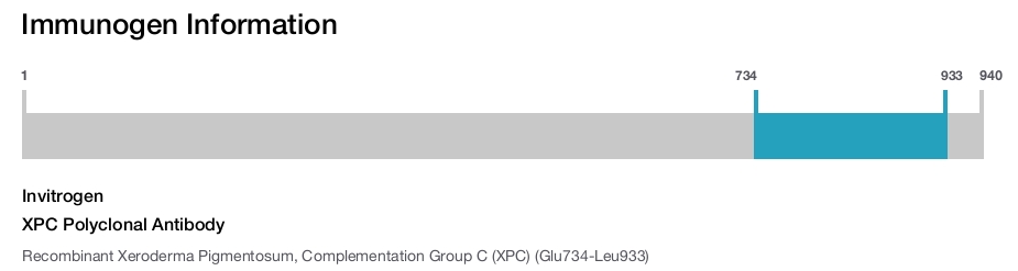 XPC Polyclonal Antibody