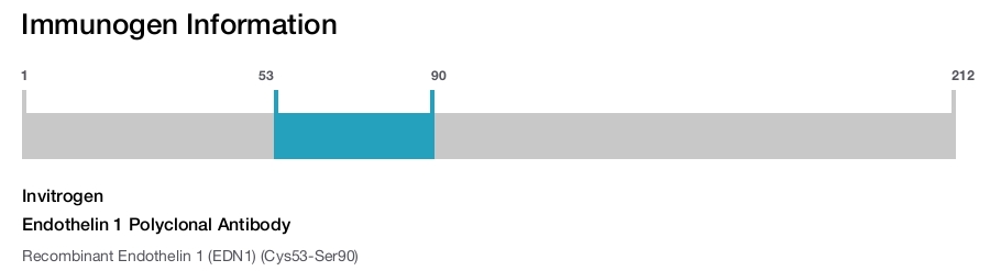 Endothelin 1 Polyclonal Antibody