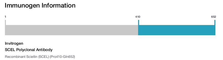 SCEL Polyclonal Antibody