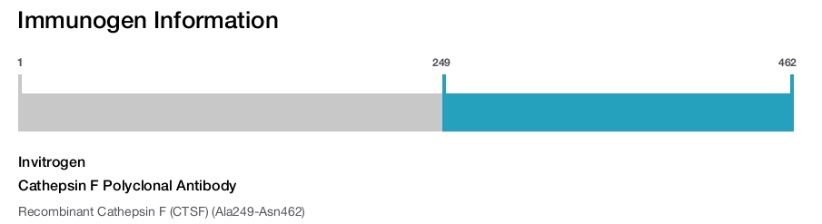 Cathepsin F Polyclonal Antibody