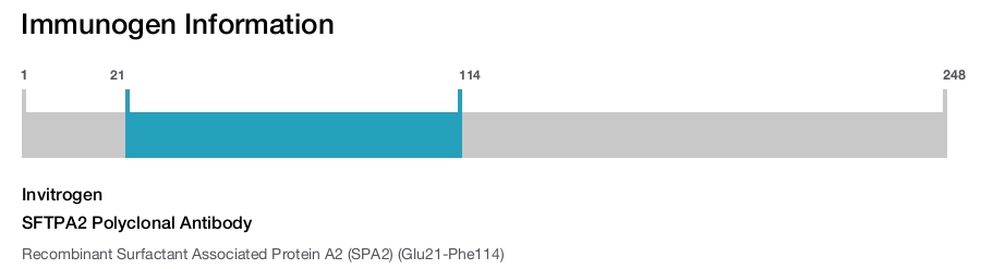 SFTPA2 Polyclonal Antibody