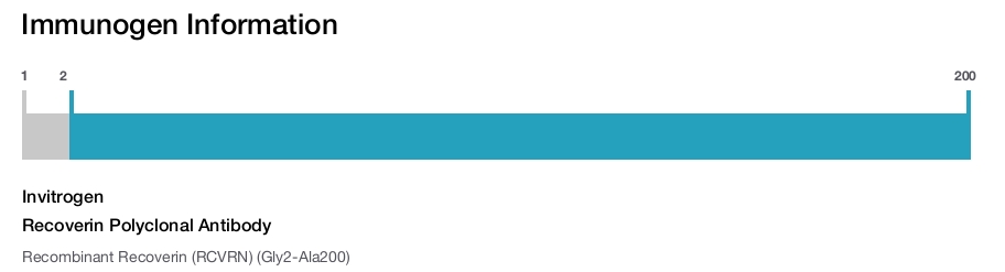 Recoverin Polyclonal Antibody