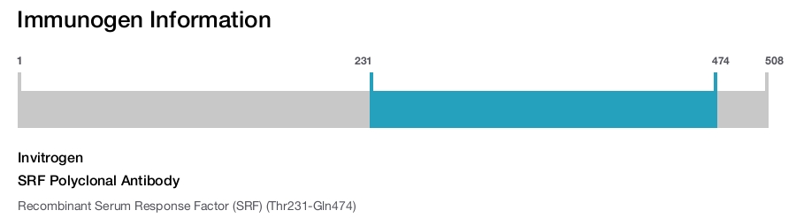 SRF Polyclonal Antibody
