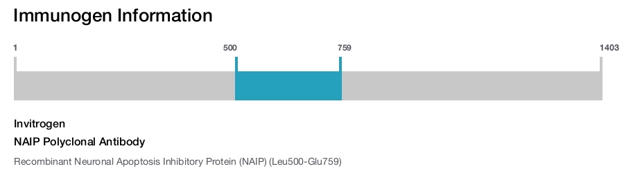NAIP Polyclonal Antibody