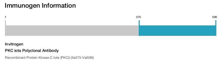 PKC iota Polyclonal Antibody