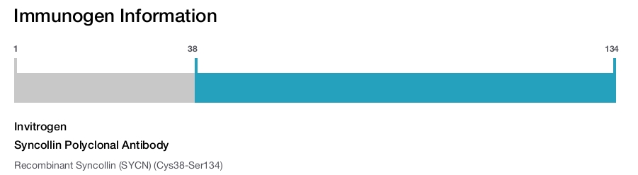 Syncollin Polyclonal Antibody