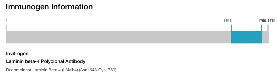 Laminin beta-4 Polyclonal Antibody