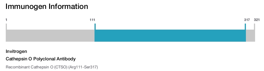 Cathepsin O Polyclonal Antibody