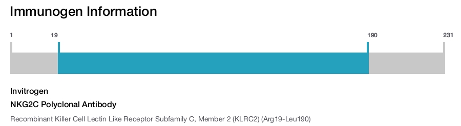 NKG2C Polyclonal Antibody