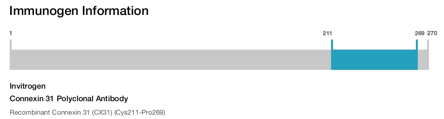 Connexin 31 Polyclonal Antibody